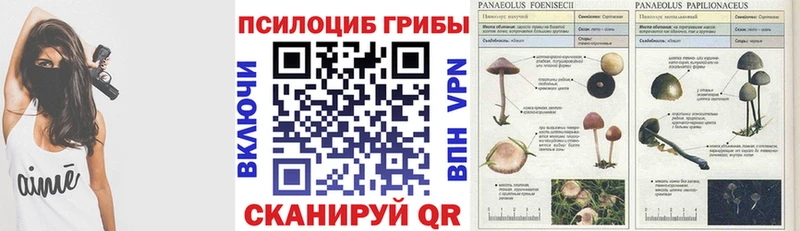 где купить   Ярославль  Псилоцибиновые грибы Psilocybe 